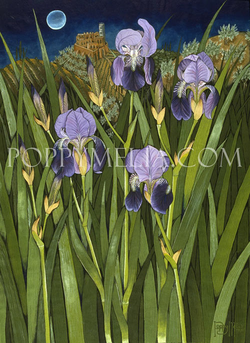 Purple Iris in Tuscany