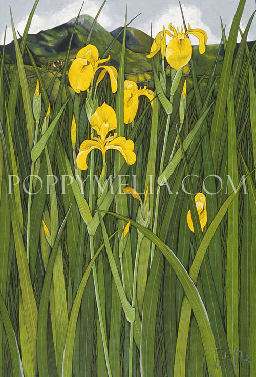 Yellow Iris in Kerry Painting by Poppy Melia